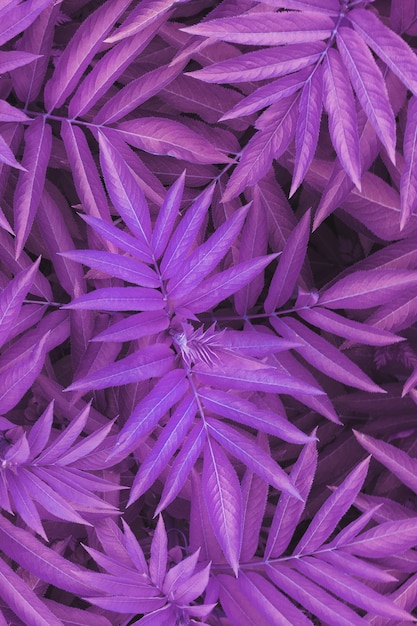 The texture of beautiful plant leaves is tinted in blue and purplepink tones