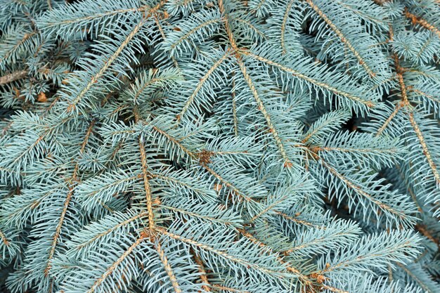 Texture of blue pine branches background