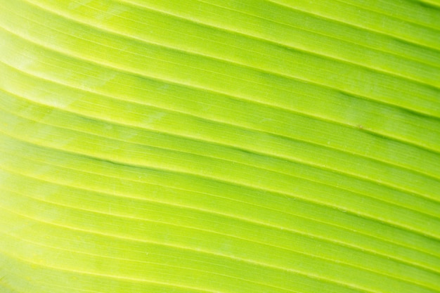 Texture of bright green leaf with vein macro  background