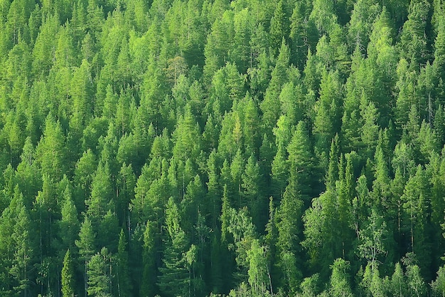 texture coniferous forest top view / landscape green forest, taiga peaks of fir trees