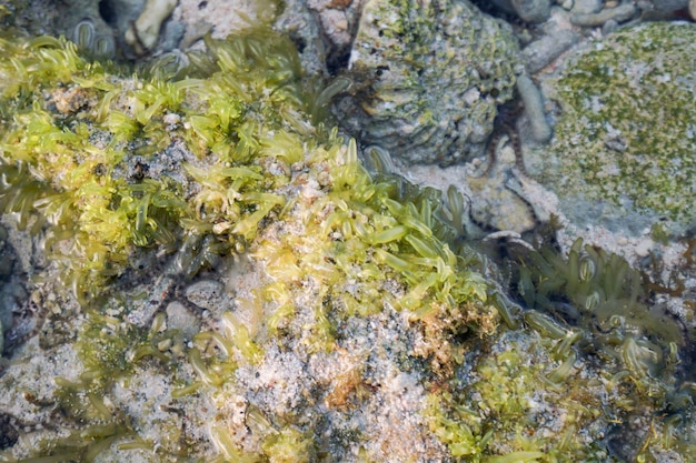 texture of coral and marine plants