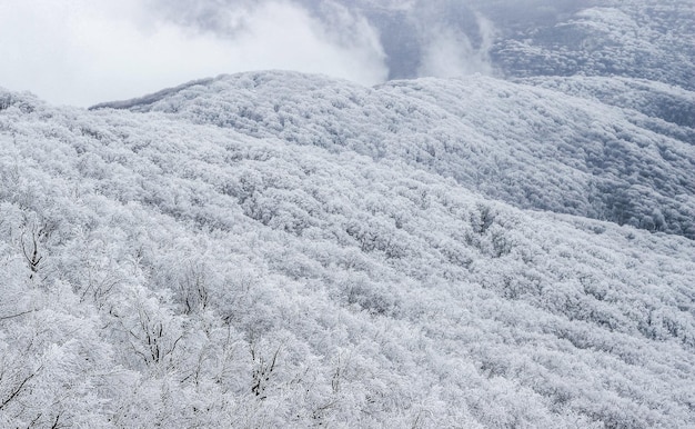 The texture of the crowns of snowcovered trees in the mountains