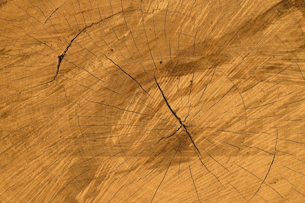 Texture of a cut tree trunk with annual circles close up Abstract nature timber backgrounds