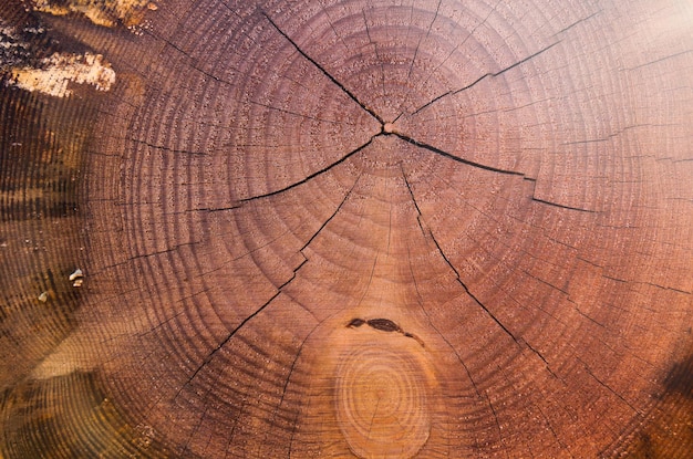 Texture of a cut tree with annual rings