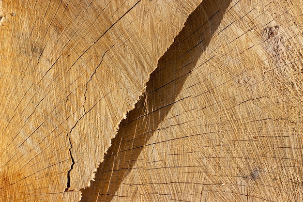 Texture of a cut of a tree with cracks Wooden background with a deep dark crack