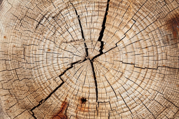 The texture of the cut tree with growth rings Cross cut of a tree closeup