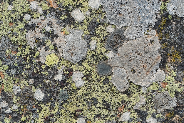 Texture of different lichens growing over a stone surface