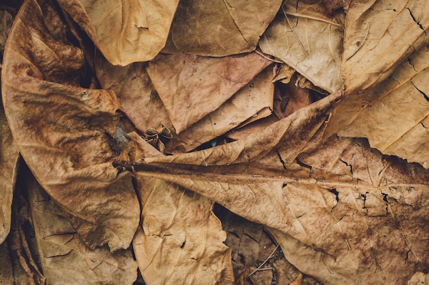 The texture of dry autumn brown leaves on the ground