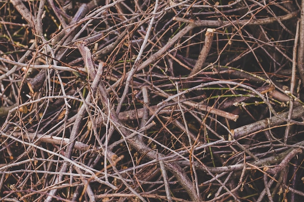 Texture of a dry branches, nature background. 