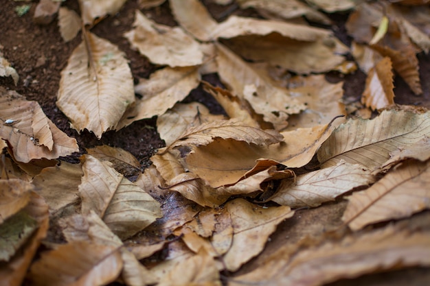 Texture of dry leaves by autumn on the field floor.