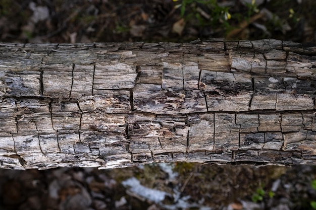 Texture of a dry old log with cracked wood