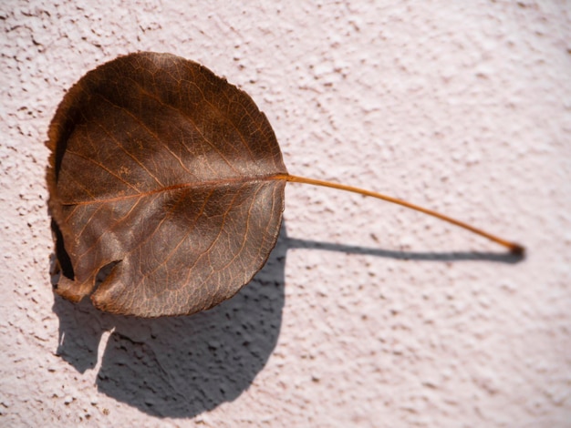 Texture of a dry pear leaf close-up