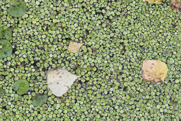 Texture of duckweed on the surface of the water