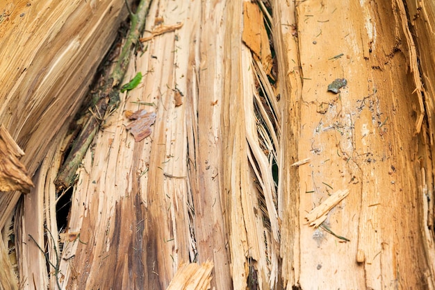 Photo the texture of the fallen tree