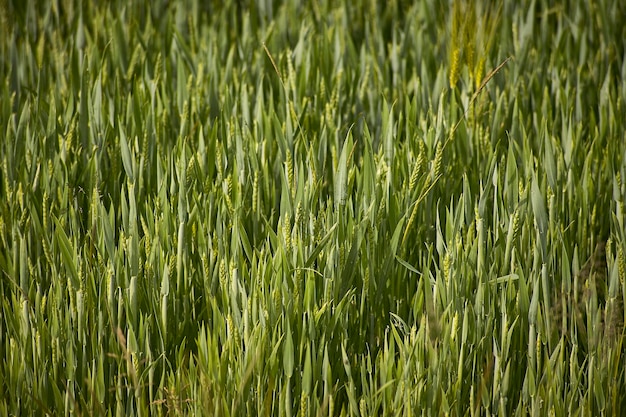 Texture of a field of barley