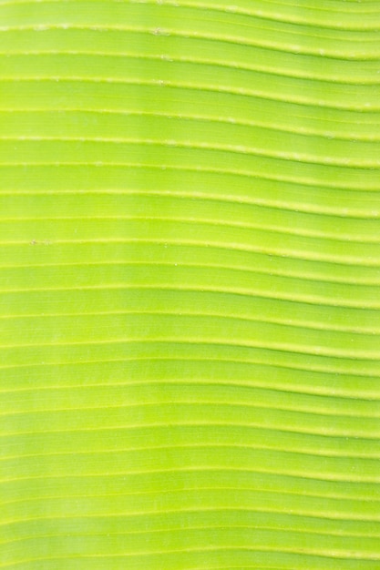 Texture of fresh green leaf macro  background