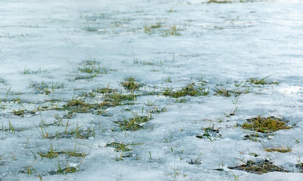 Texture of Grass growing through snow spring