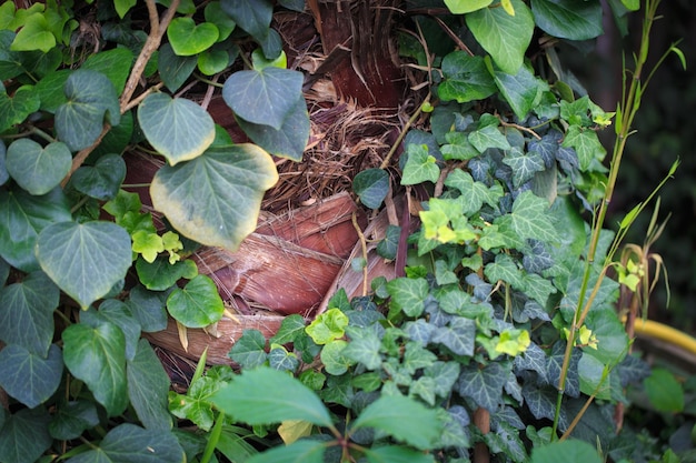 Texture of green creeping leaves Natural background green wall