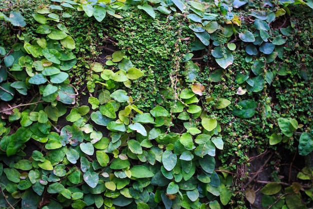 Texture of green creeping leaves Natural background green wall