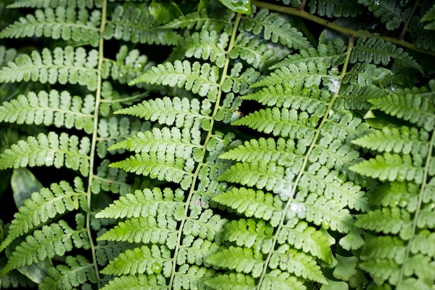 Texture of green fern leaves Hypolepis Natural background Closeup to insert text