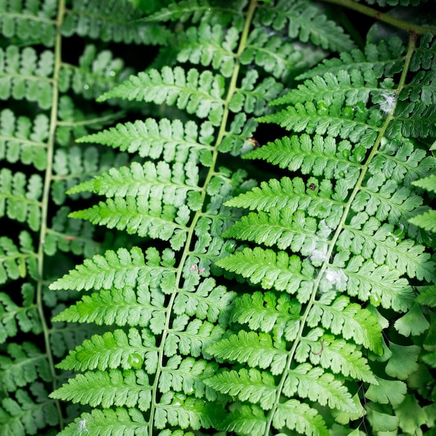 Texture of green fern leaves Hypolepis Natural background Closeup to insert text