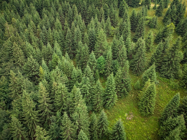 Texture of green fir trees aerial view