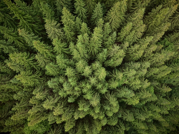 Texture of green fir trees aerial view