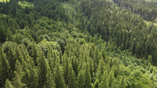 Texture of green fir trees aerial view