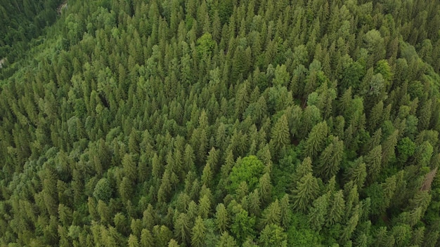 Texture of green fir trees aerial view