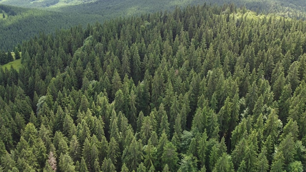 Texture of green fir trees aerial view