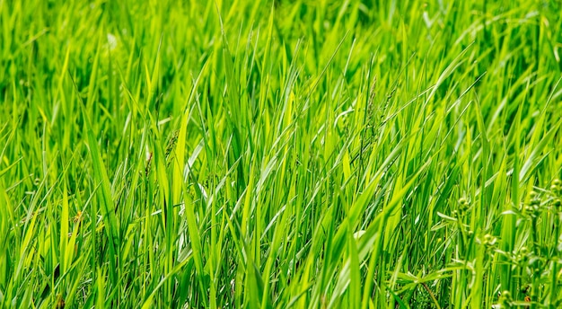 The texture of green grass. Background of grass for  design_