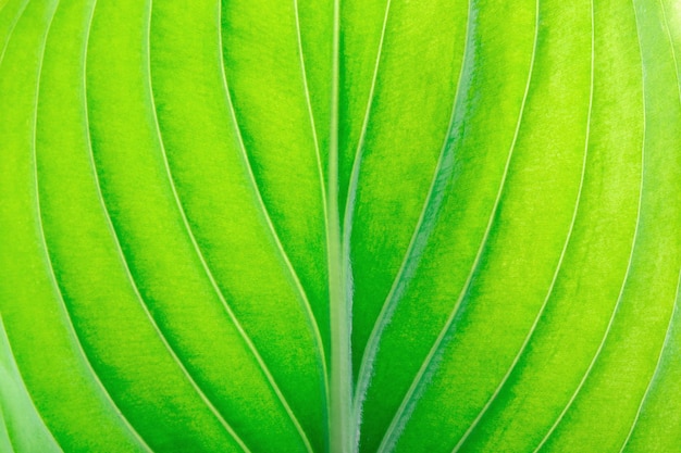 Texture of a green leaf as background