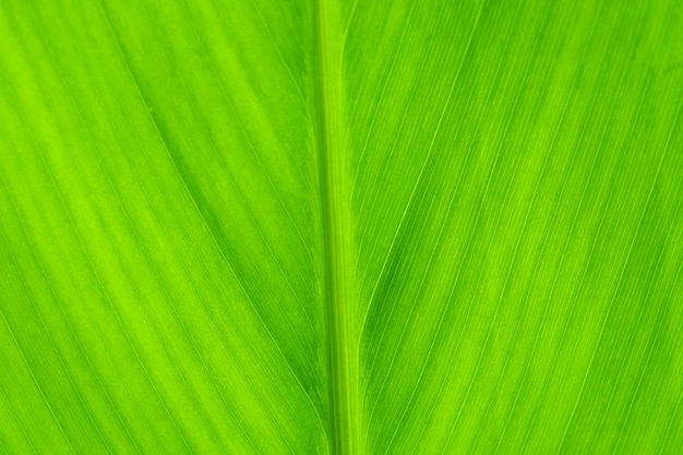 Texture of green leaves for background