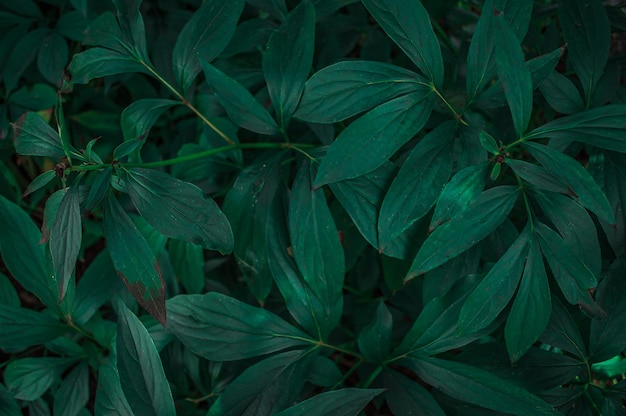 Texture of green leaves closeup