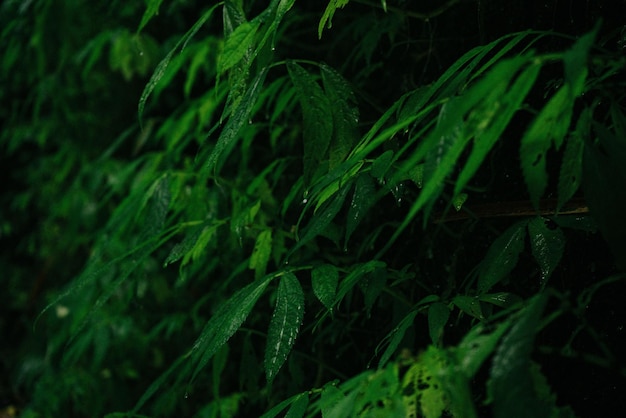 Texture of green moss and leaves on stone background