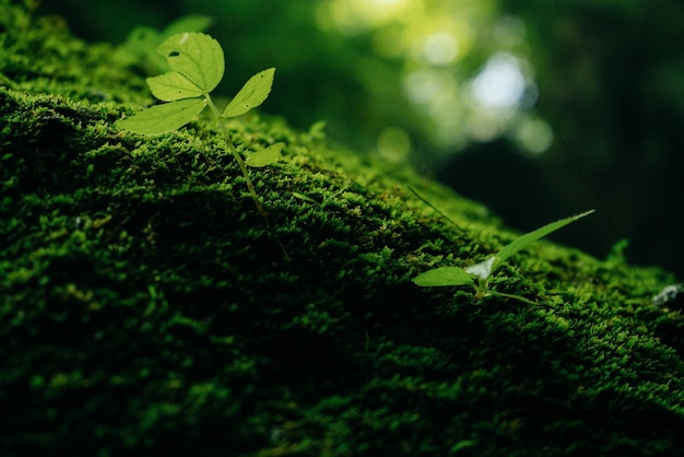 Texture of green moss and leaves on stone background