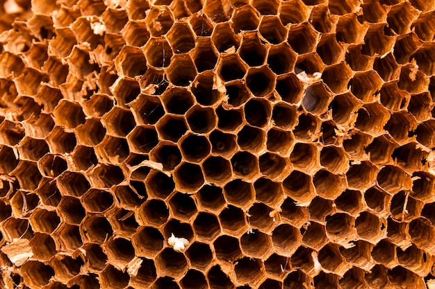 Texture of honeycomb Natural abstract background