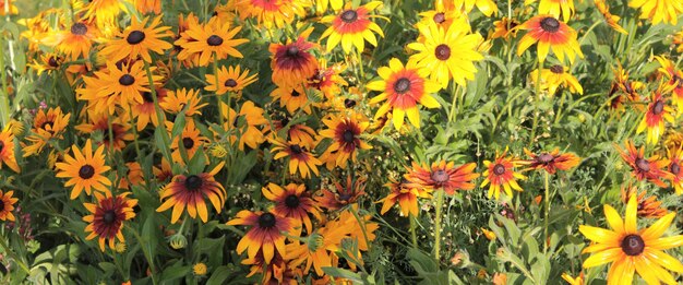 Texture for landscape designers Panorama with yellow flowers that flaunt after the morning rain