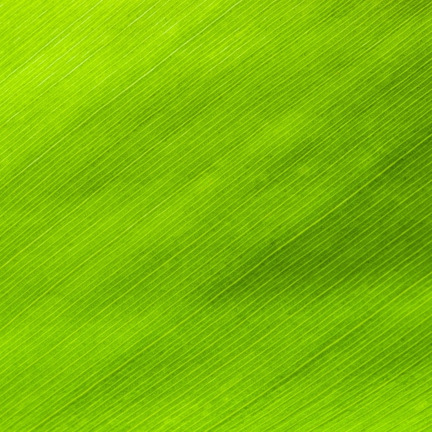 Texture of leaf