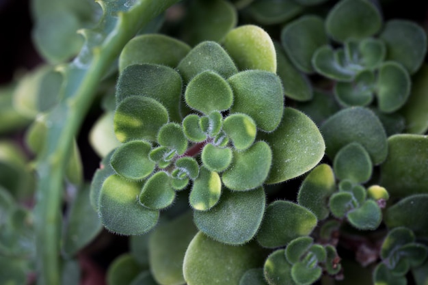 The texture of the leaves Aichryson prostrate Aichryson laxum Natural background Closeup to insert text