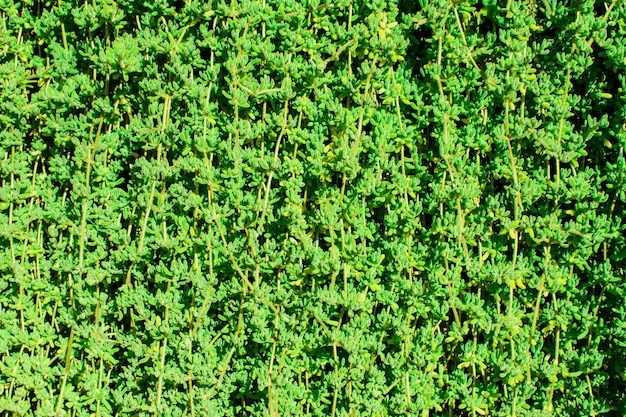 Texture of many fresh beautiful leaves of green plant Natural background