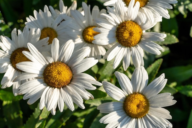 Texture of margaritas in the field