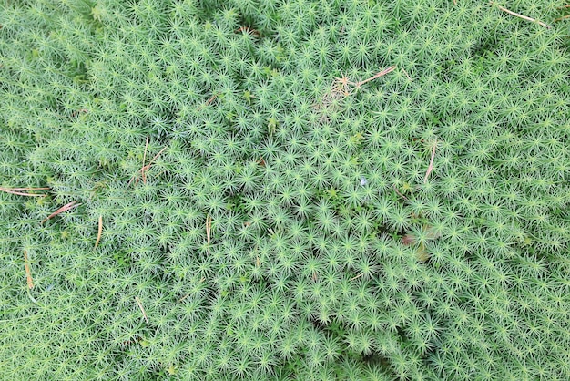 texture moss top view macro