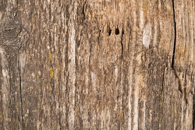 Texture natural wood vintage background Photo of old tree trunk with cracks