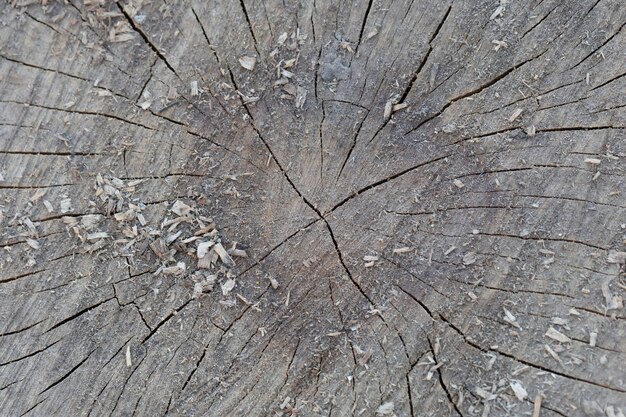 Photo the texture of an old cut stump with clefts.