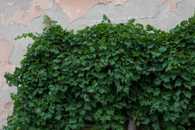 Texture of old stone wall with leaves of wild street grapes