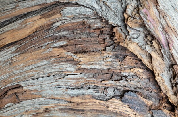 The texture of an old tree a snag