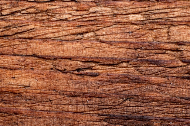 Texture of old wood closeup Can be used as a background