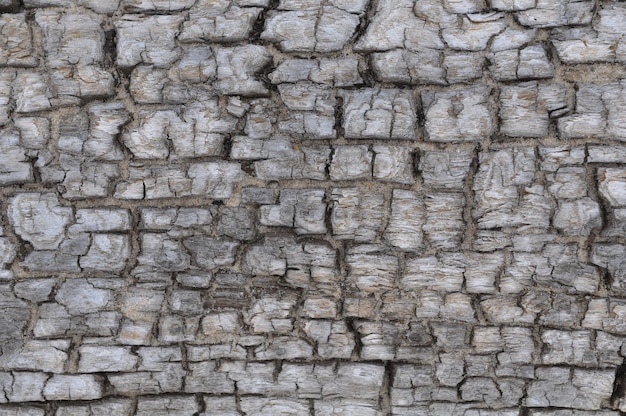 Texture of old wood tree on the beach Drift Wood Laying On The Beach