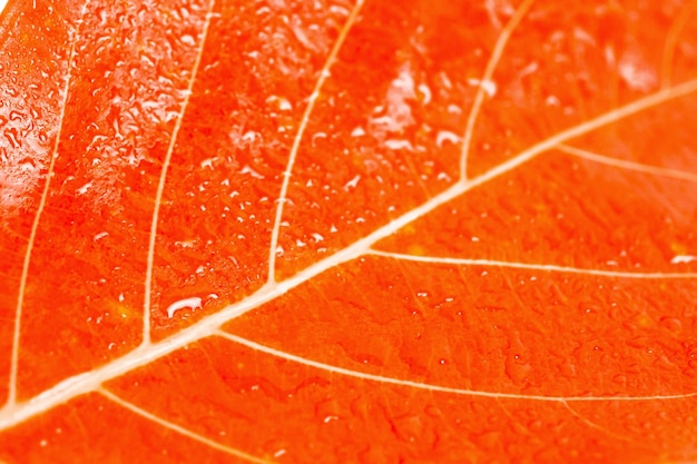 Photo texture of a orange leaf as backgroun